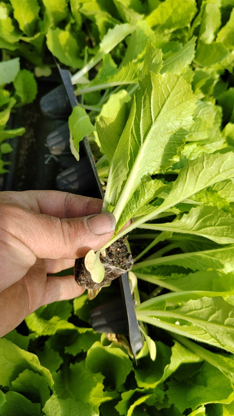 现货大白菜苗，黄心抗病长势强，基地直发