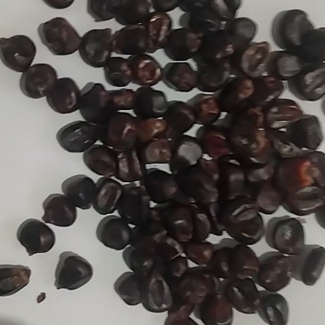 花青素黑玉米