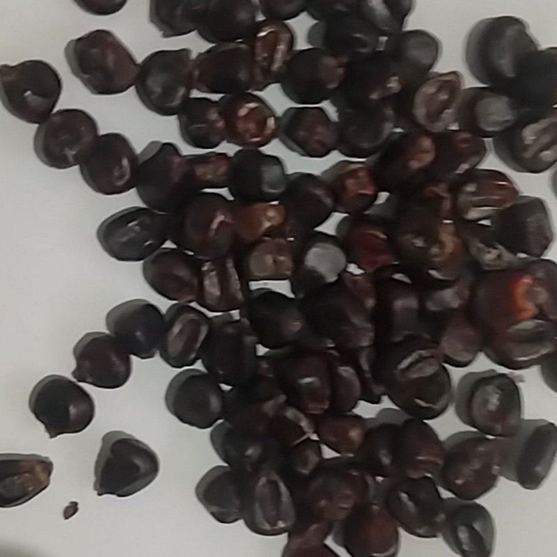 花青素黑玉米
