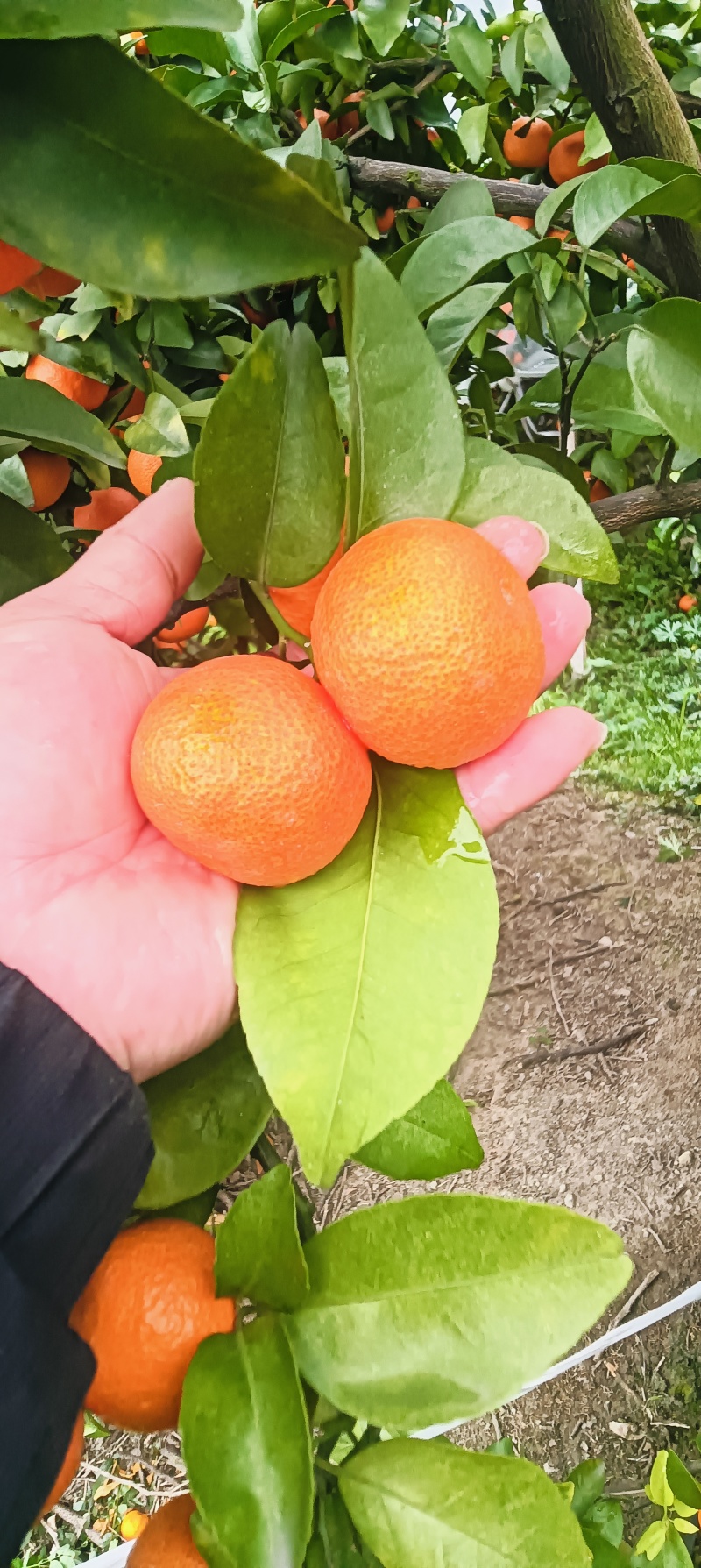 广西桂林产区石头果砂糖橘，专业对接出口贸易，商超️️️