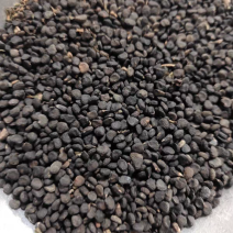 曼陀罗籽