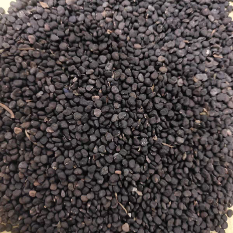 曼陀罗籽