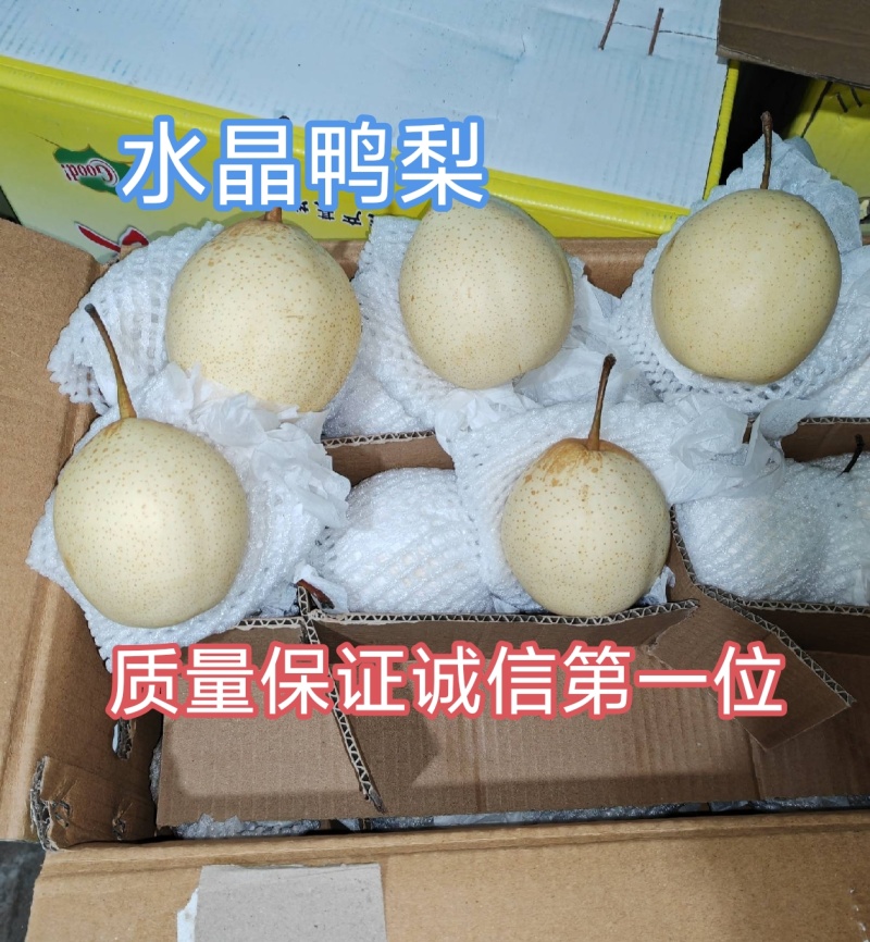 水晶梨，鸭梨，产地常年供应，规格齐全，量大从优，质量保证