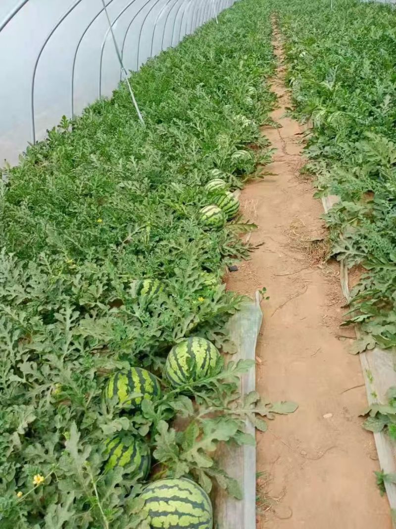 （热卖）云南麒麟西瓜价格优惠质量好清甜可口量大从优