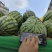 （热卖）云南麒麟西瓜价格优惠质量好清甜可口量大从优