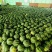 （热卖）云南麒麟西瓜价格优惠质量好清甜可口量大从优