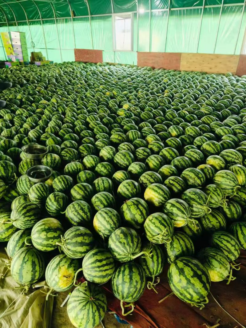 （热卖）云南麒麟西瓜价格优惠质量好清甜可口量大从优