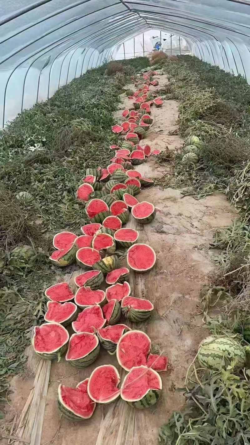 （热卖）云南麒麟西瓜价格优惠质量好清甜可口量大从优