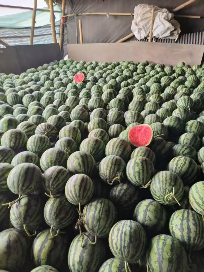 （热卖）云南麒麟西瓜价格优惠质量好清甜可口量大从优