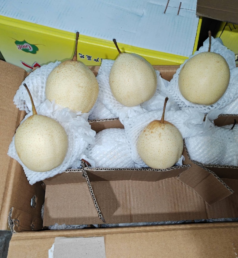 水晶梨，鸭梨，产地常年供应，规格齐全，量大从优，质量保证