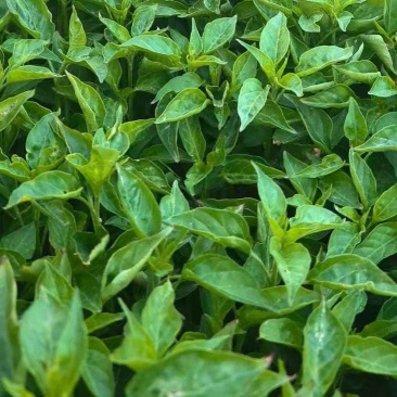 各种品种辣椒苗/小米辣/朝天椒/线椒/螺丝椒/成活率高
