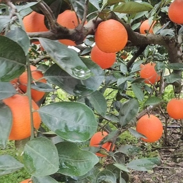 奉节脐橙