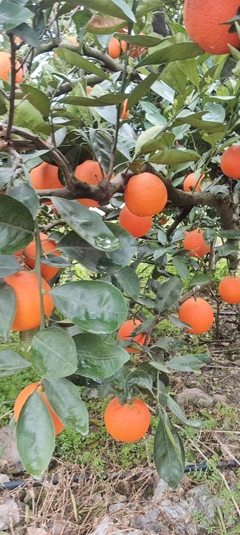 奉节脐橙