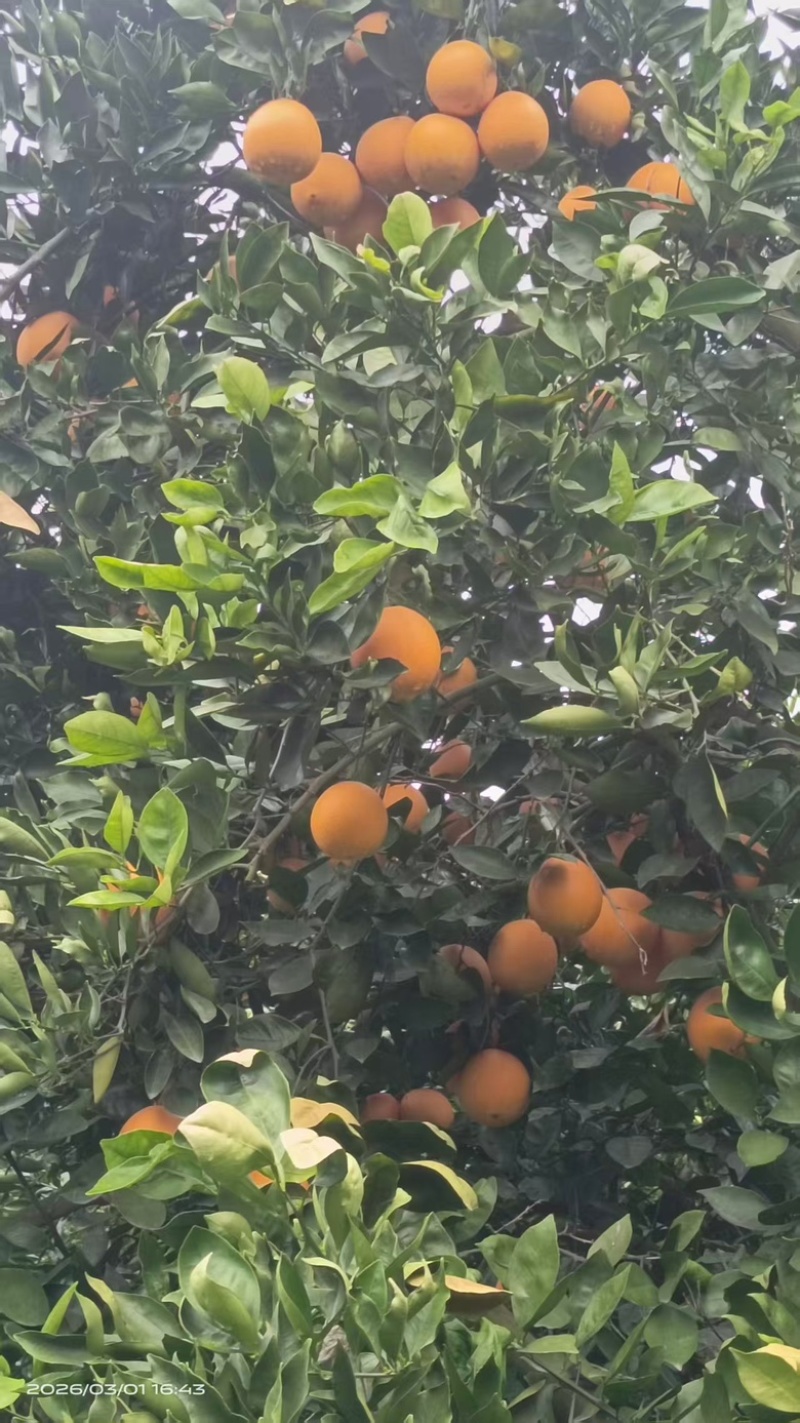 伦晚脐橙