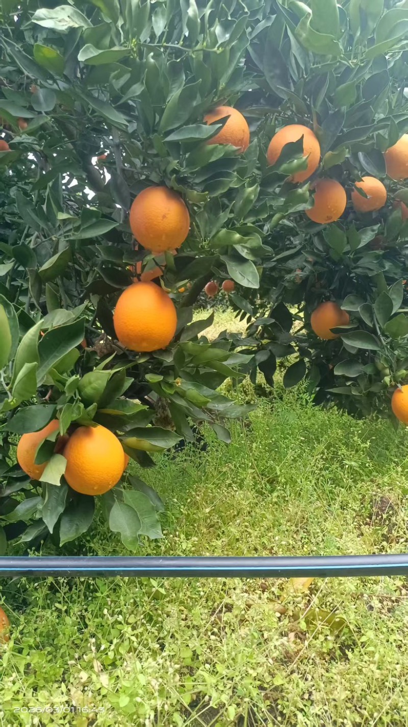 伦晚脐橙