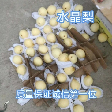 河北水晶梨，型号齐全产地供应，脆甜多汁质量保证，诚信第一