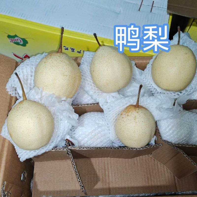 河北鸭梨，高中低档都有，常年有货，质量保证，诚信第一位
