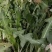 新鲜野生蒲公英，现采现挖，野菜特菜，多种用途，欢迎咨询