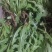 新鲜野生蒲公英，现采现挖，野菜特菜，多种用途，欢迎咨询