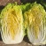 山东临沂兰陵县矮颗黄心菜没虫没斑保质保量