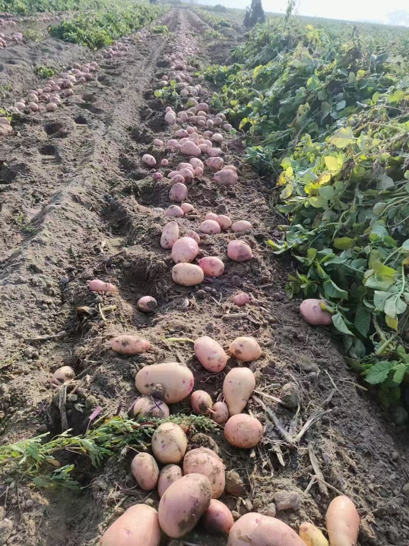 云南合作88号高原红皮黄心新鲜土豆薯片加工厂专用土豆