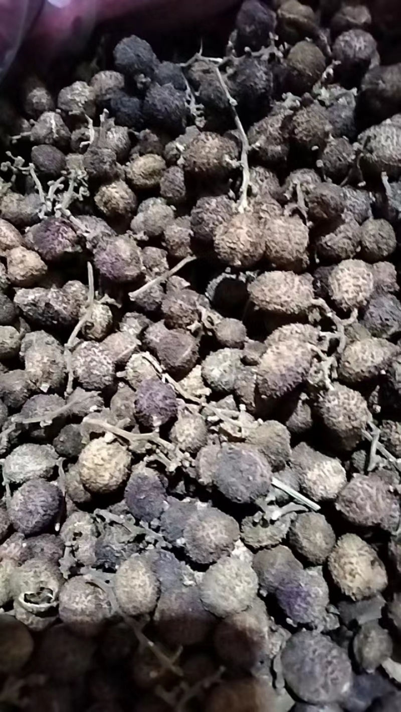 广东阳春精品黄苗火烘春砂仁