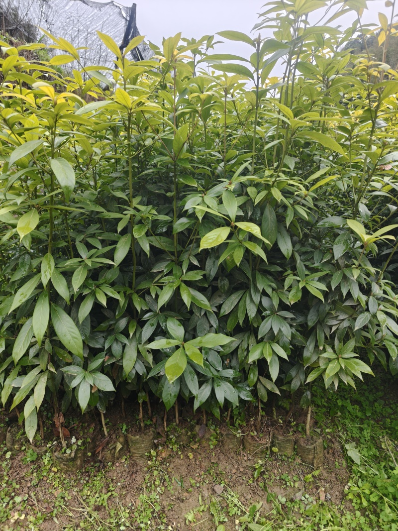 细叶楠木金丝楠木树苗桢楠苗