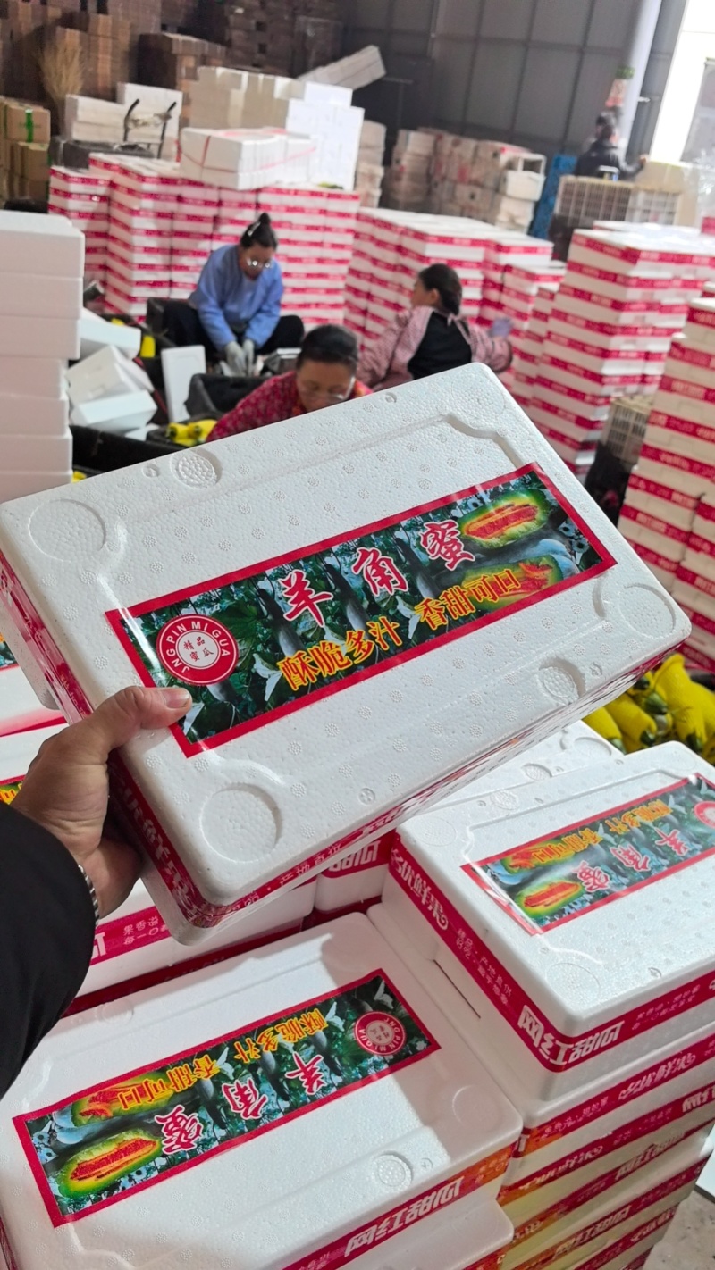 羊角蜜博洋61博洋72博洋9号蜜园十八团购**代收代发
