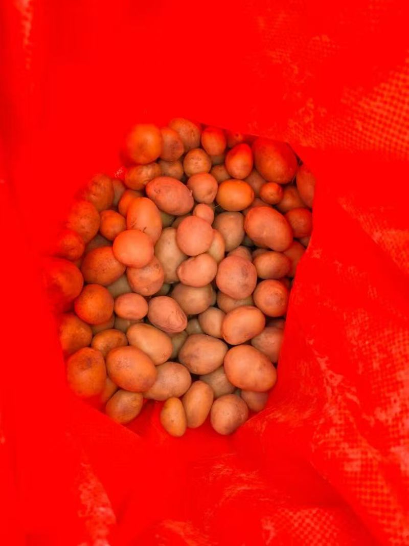 云南黄皮黄心迷你小土豆产地直发量大从优全国发货
