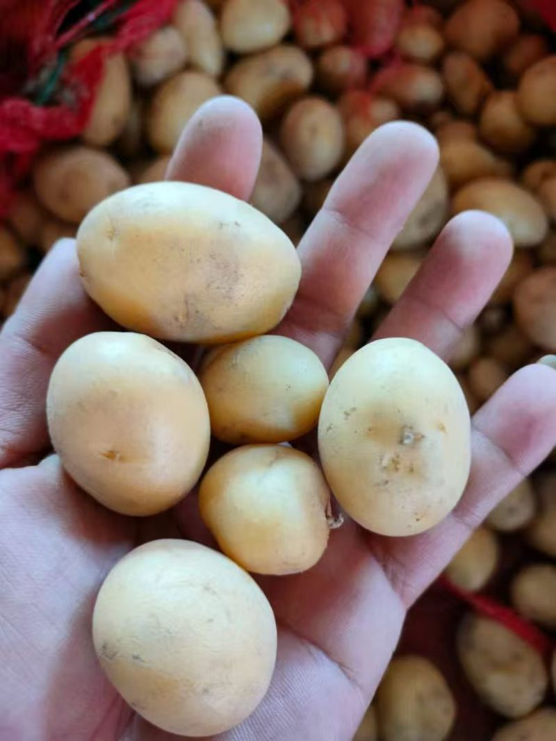 云南黄皮黄心迷你小土豆产地直发量大从优全国发货