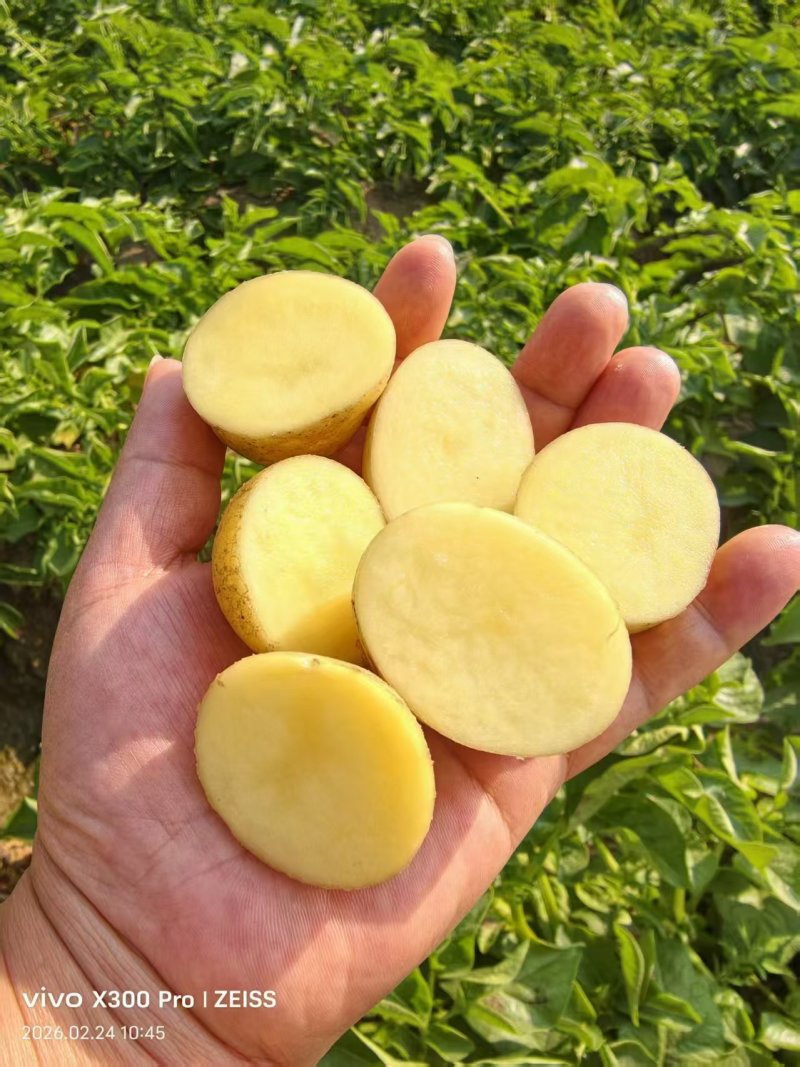 云南黄皮黄心迷你小土豆产地直发量大从优全国发货