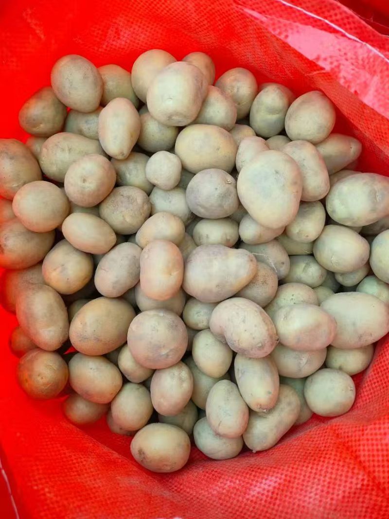 云南黄皮黄心迷你小土豆产地直发量大从优全国发货