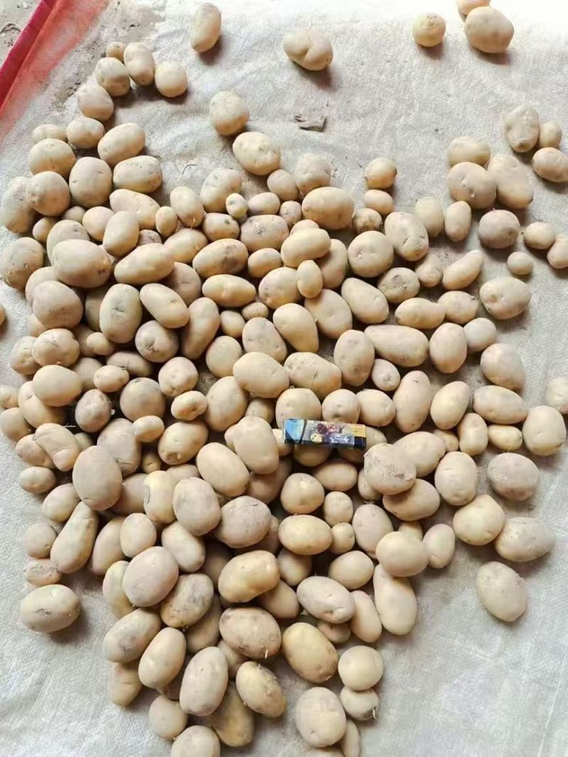 云南黄皮黄心迷你小土豆产地直发量大从优全国发货