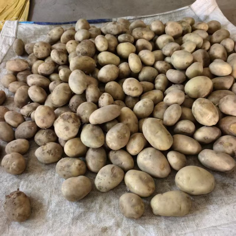 云南黄皮黄心迷你小土豆产地直发量大从优全国发货