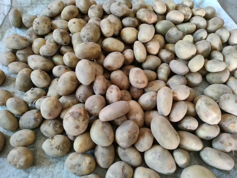 云南黄皮黄心迷你小土豆产地直发量大从优全国发货