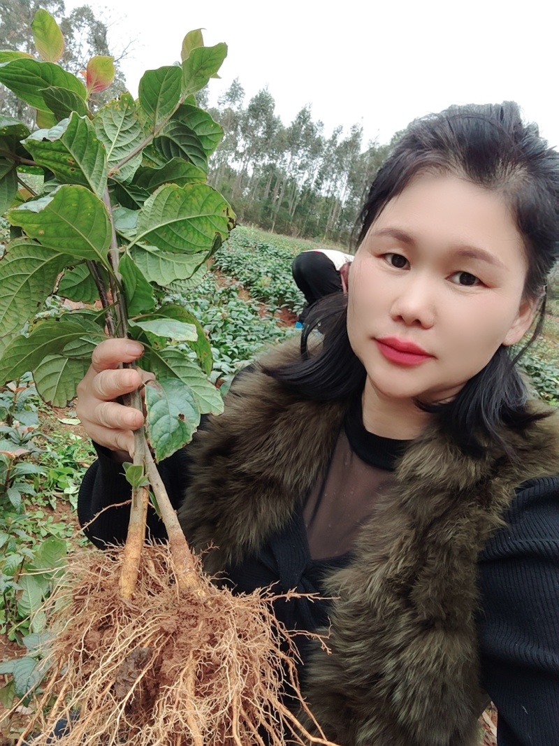 广西钩藤苗，双钩藤苗，根须发达，成活率好，大叶双钩藤苗
