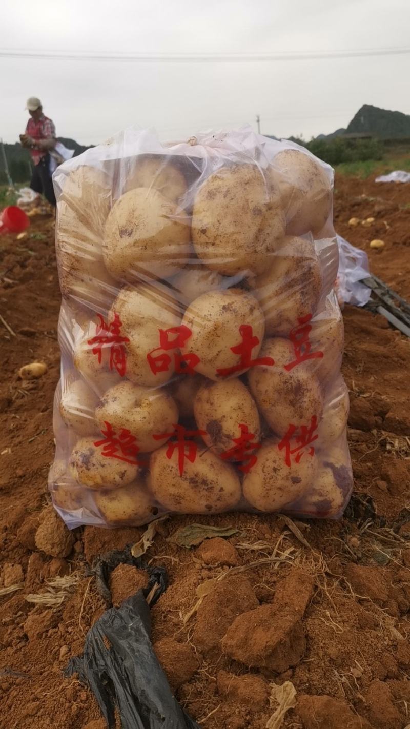 广西土豆大量上市。基地直发，规格齐全品质保证