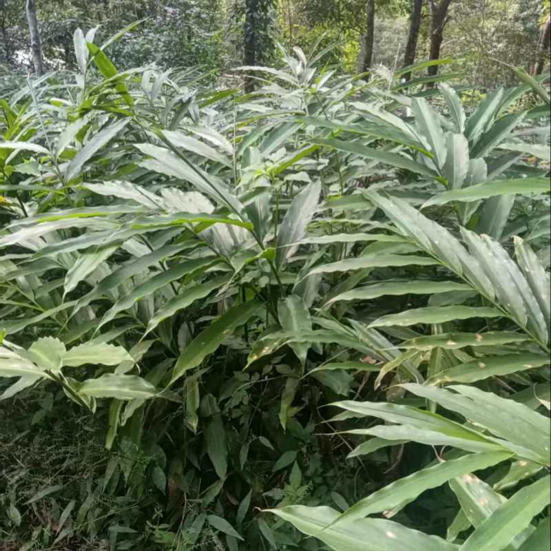 长期有正宗阳春市超靓品种黄苗仔春砂仁苗出售