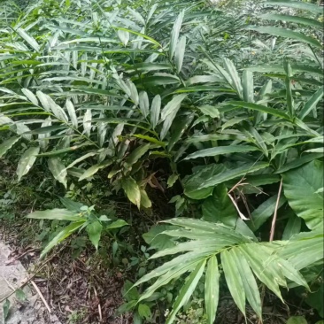阳春市砂仁苗砂仁苗特靓品种产地直销，欢迎大家咨询