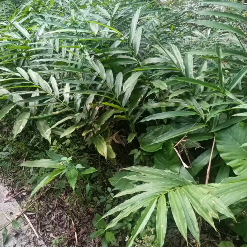 阳春市砂仁苗砂仁苗特靓品种产地直销，欢迎大家咨询