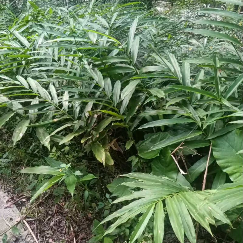 砂仁苗苗木基地直发，货源充足，量大从优，欢迎咨询