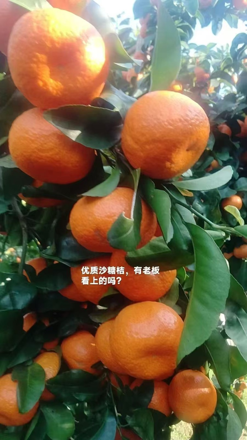 沙糖桔精品沙糖桔纯甜无渣现摘现发产地直供欢迎咨询