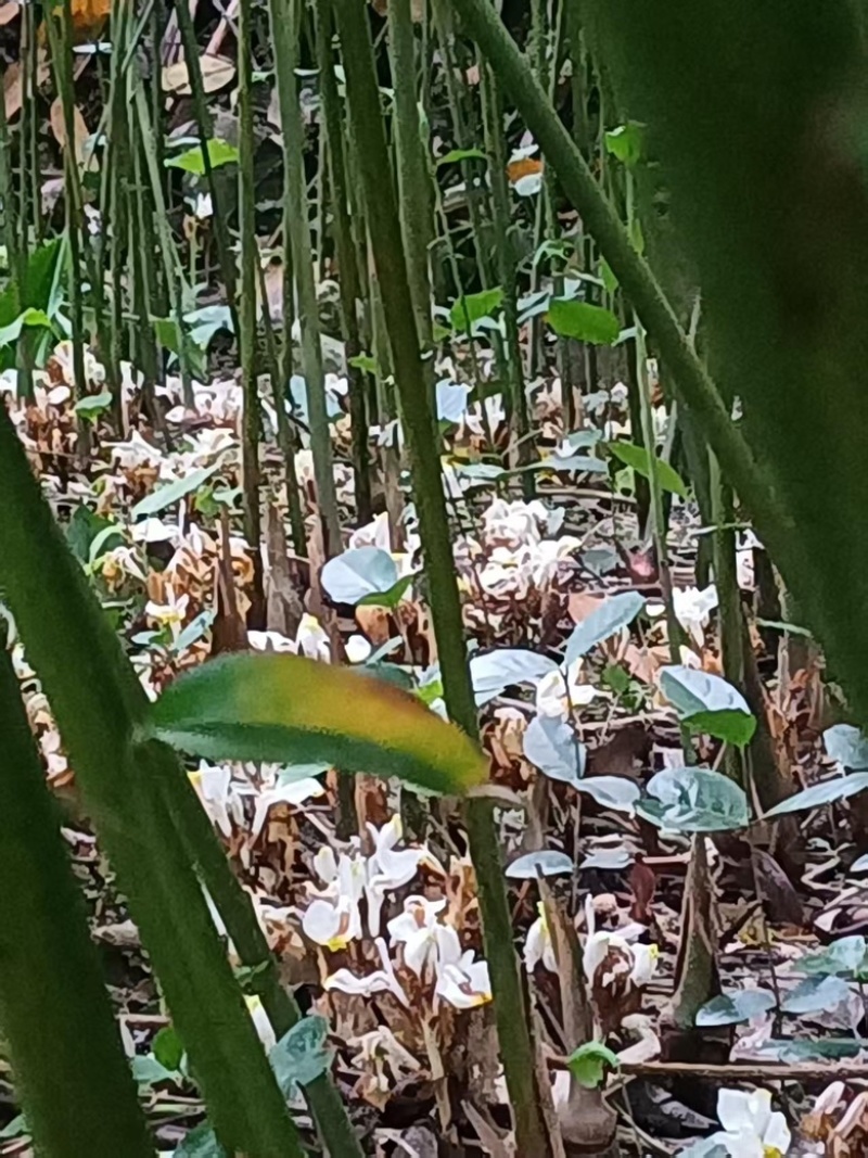 砂仁苗苗木基地直发，货源充足，量大从优，欢迎咨询