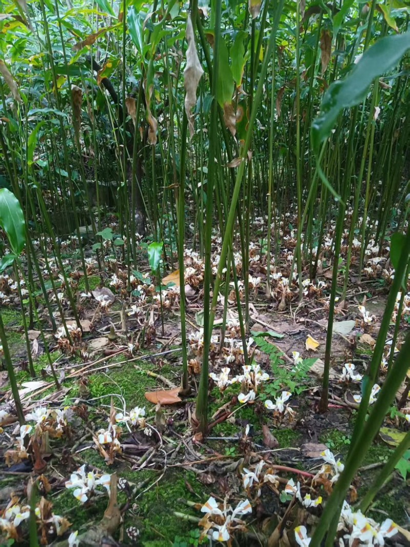 砂仁苗苗木基地直发，货源充足，量大从优，欢迎咨询