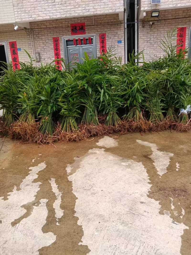 砂仁苗苗木基地直发，货源充足，量大从优，欢迎咨询