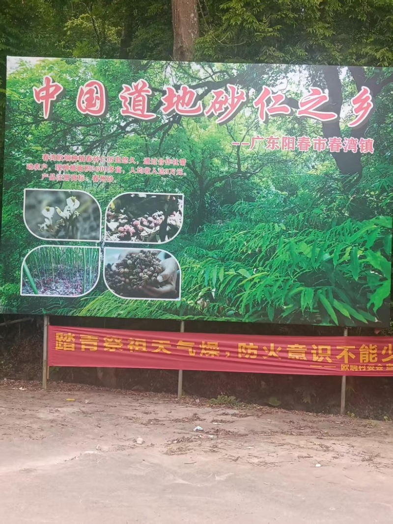 砂仁苗苗木基地直发，货源充足，量大从优，欢迎咨询