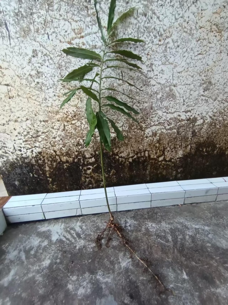 砂仁苗苗木基地直发，货源充足，量大从优，欢迎咨询