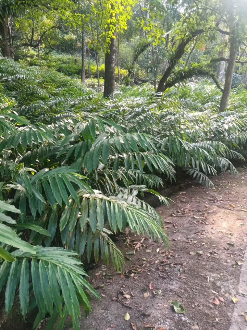 砂仁苗苗木基地直发，货源充足，量大从优，欢迎咨询