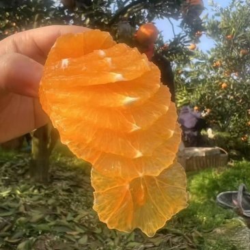 秭归九月红橙