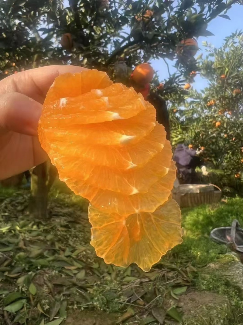 秭归九月红橙